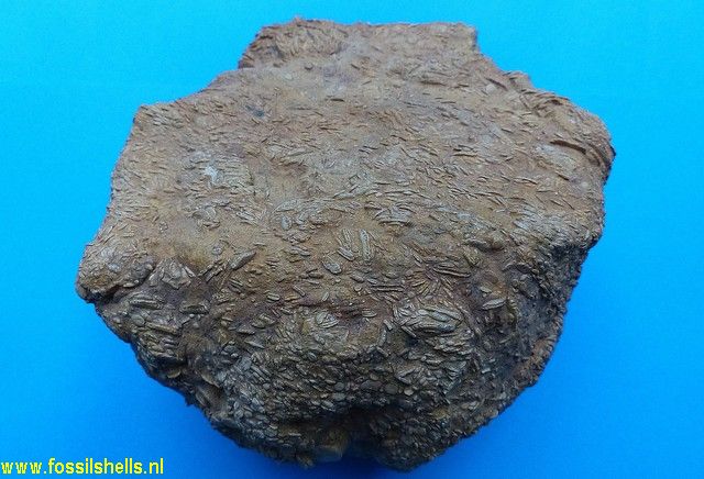 Nummulites species