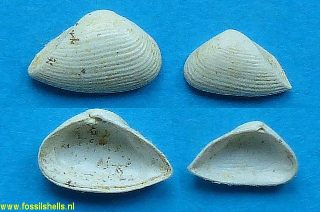 Caryocorbula pixidicula