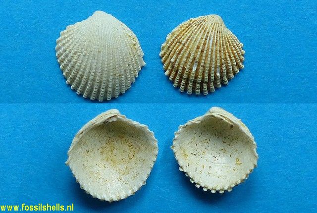 Paraglans calcitrapoides