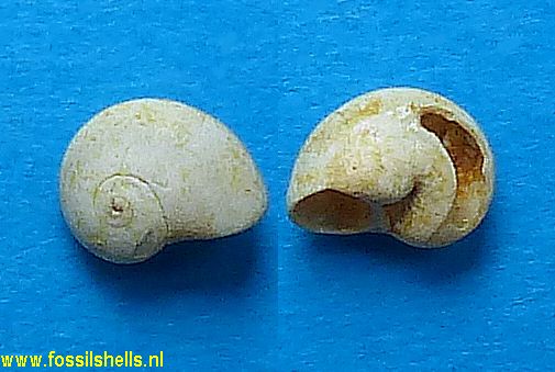 Teinostoma rotellaeforme 