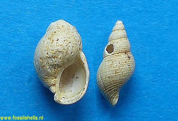 Pseudotaphrus buccinalis 