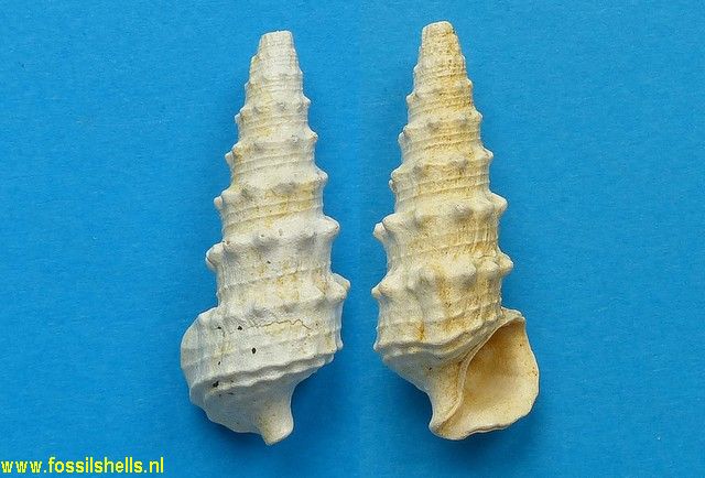 Terebralia mitra