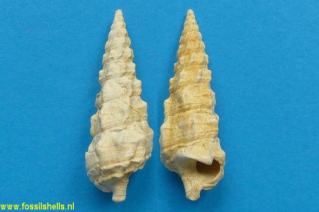 Batillaria pleurotomoides crenifera