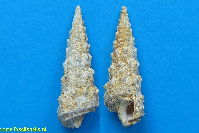 Granulolabium multinodosum