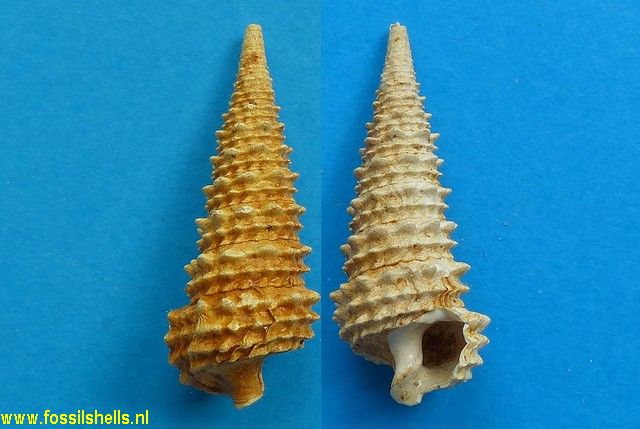 Serratocerithium hericarti