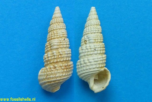 Terebralia curvicostata