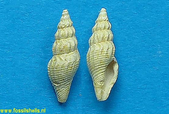 Raphitoma gougeroti