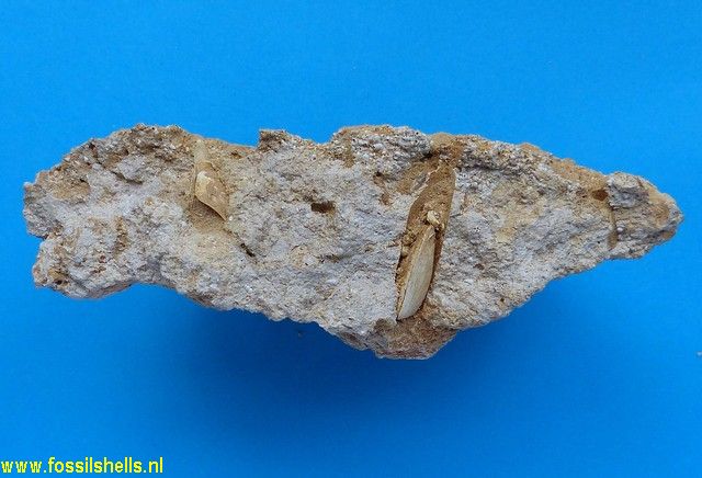 Coralliophaga transylvanica