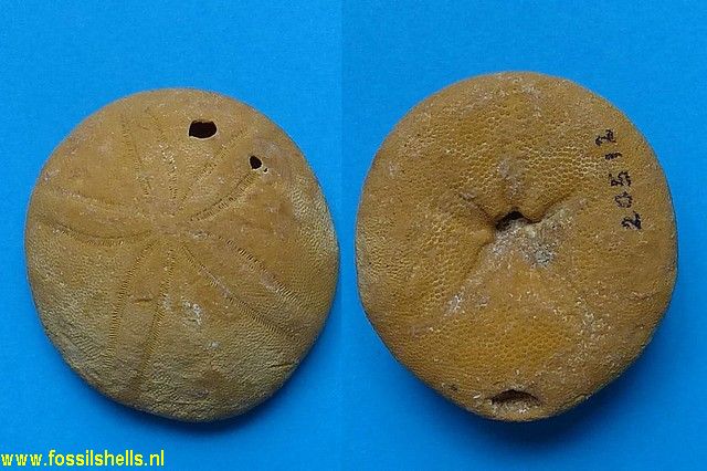 Echinolampas species