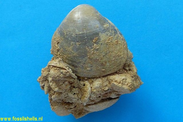 Corbicula brongniarti