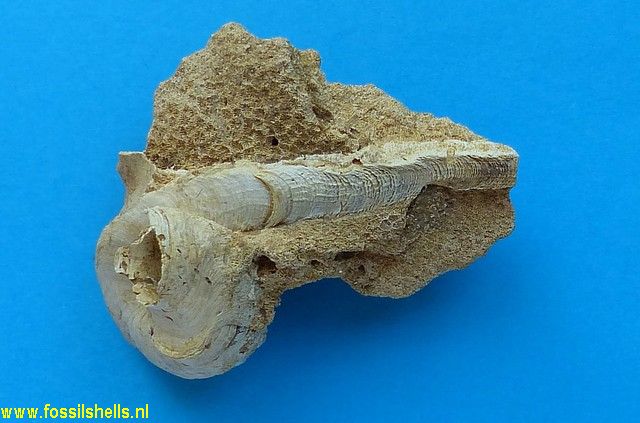 Vermetus sacyi