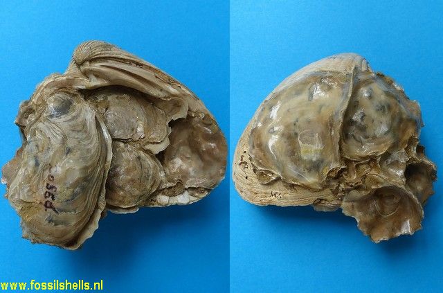 Ostrea edulis on Megacardita