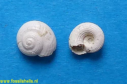 Circulus planorbularis