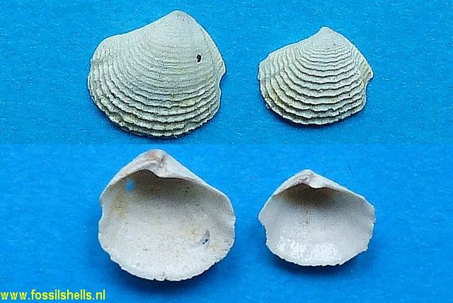 Barbierella barbieri