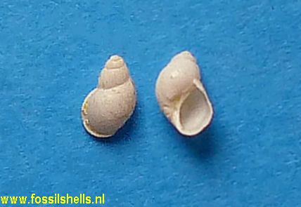 Cirsope marginata