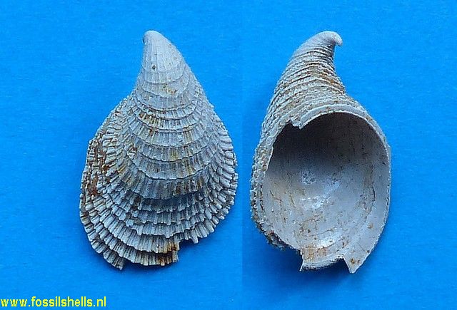 Hipponix spirirostris