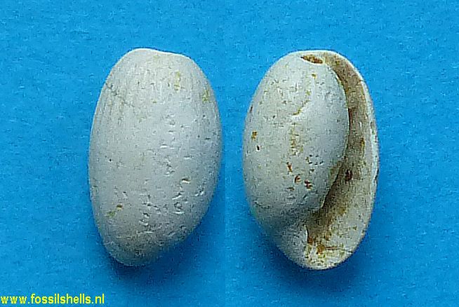 Cylichnella bourdoti