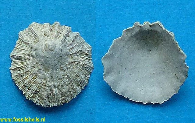Hipponix species