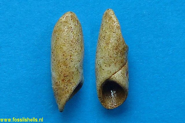Velainella columnaris
