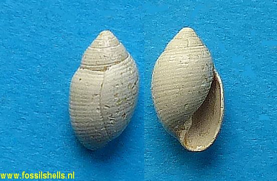 Acteon bezanconi