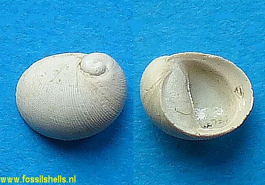 Nerita mammaria