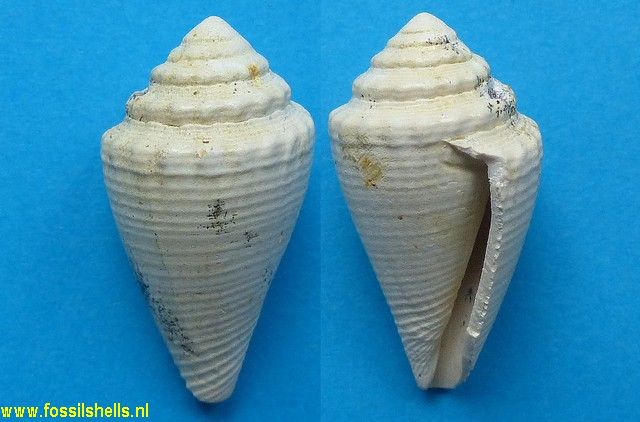 Conus decussatus
