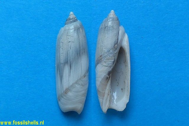 Toroliva subcanalifera