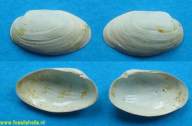 Trapezium grignonense