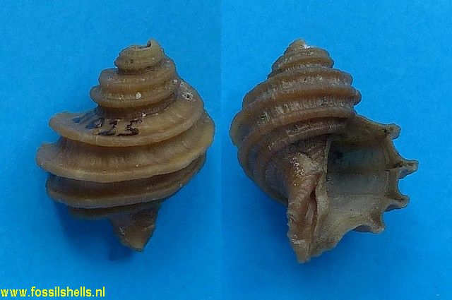 Ecphora quadricostata rachelae