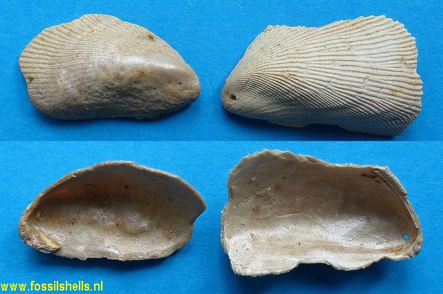 Brachidontes dutemplei