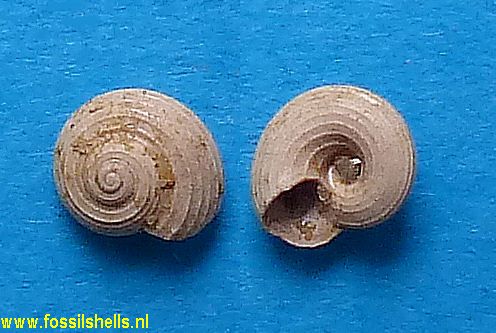 Circulus planorbularis paucicostatus 