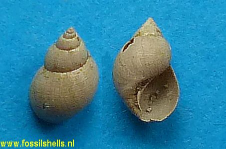 Macromphalus elegans