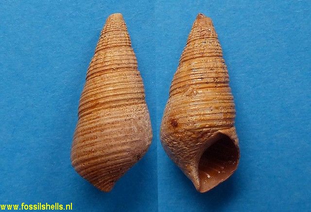 Hemisinus resectus
