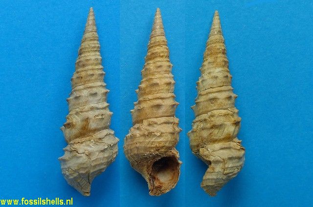 Batillaria subacuta
