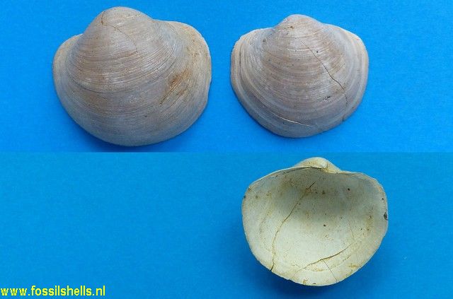 Anodontia fragilis