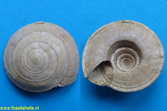 Architectonica bistriata