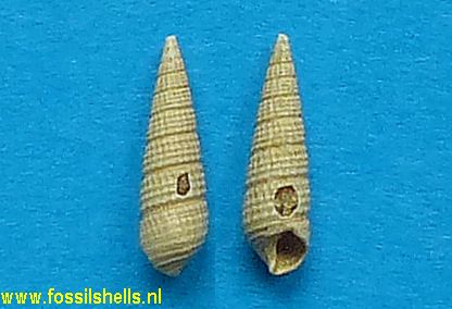 Bittium cancellatum escheri