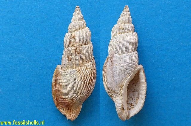 Plesiotriton species