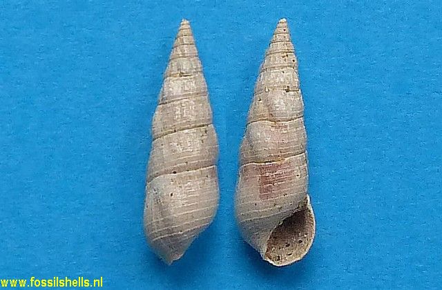 Rhinoclavis diastomoides