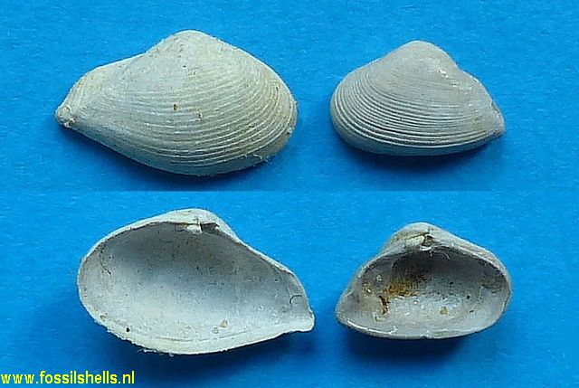 Hexacorbula striatina