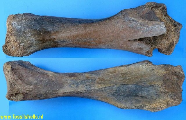 Mammuthus primigenius