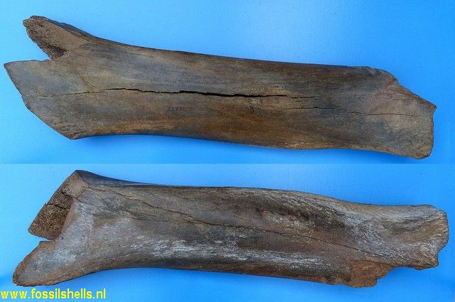 Mammuthus primigenius