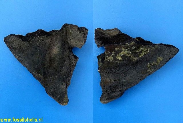 Unidentified Cetartiodactyla