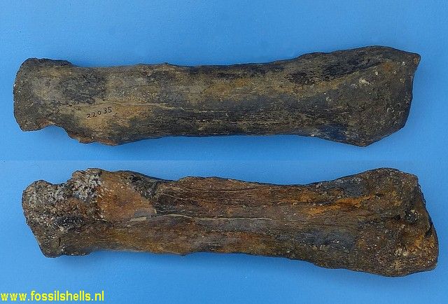 Unidentified Mammalia