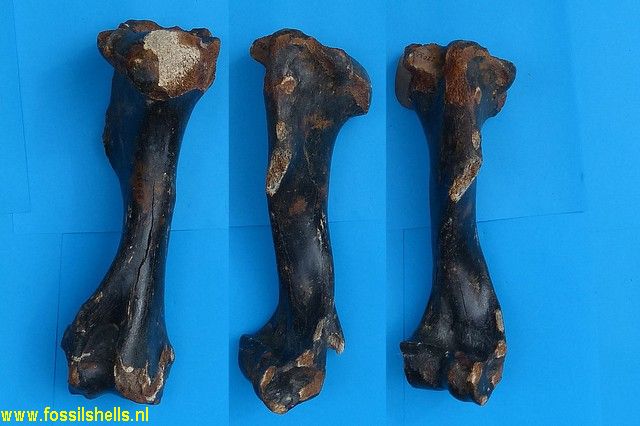 Unidentified Mammalia