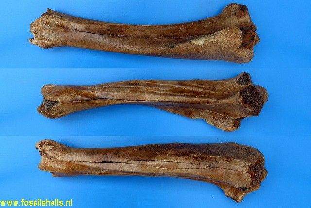 Unidentified Mammalia