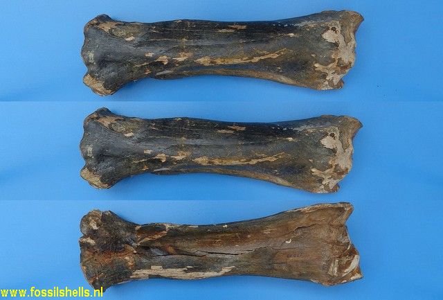 Unidentified Mammalia