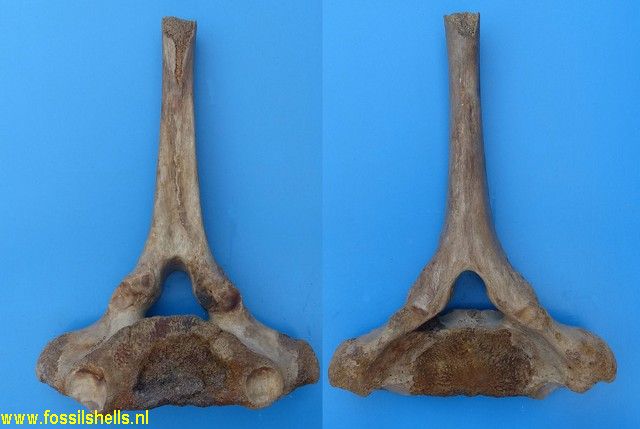 Unidentified Mammalia