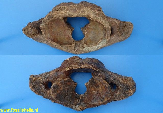 Unidentified Mammalia