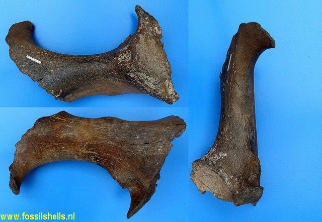 Mammuthus primigenius